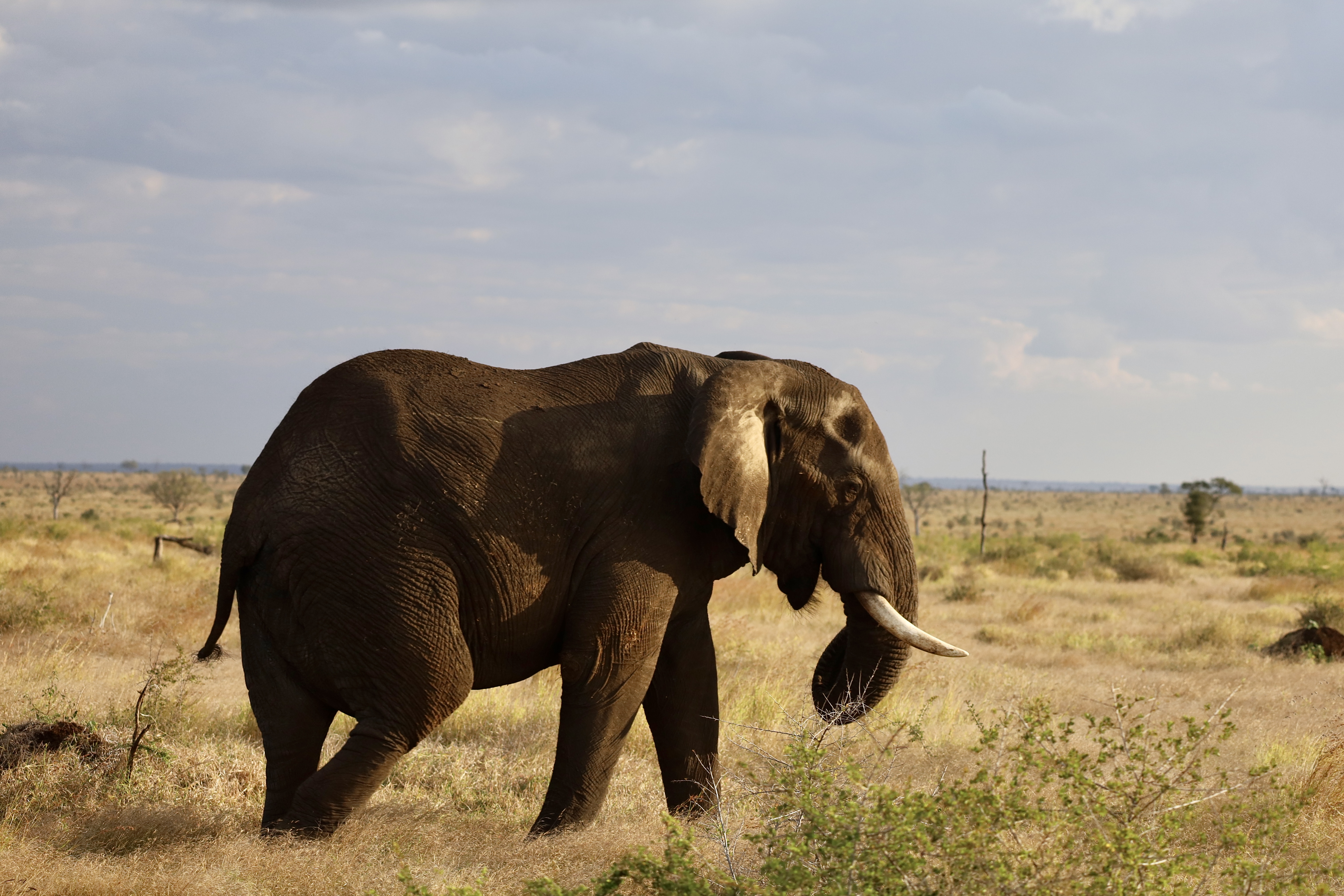An elephant stands in the savanna.