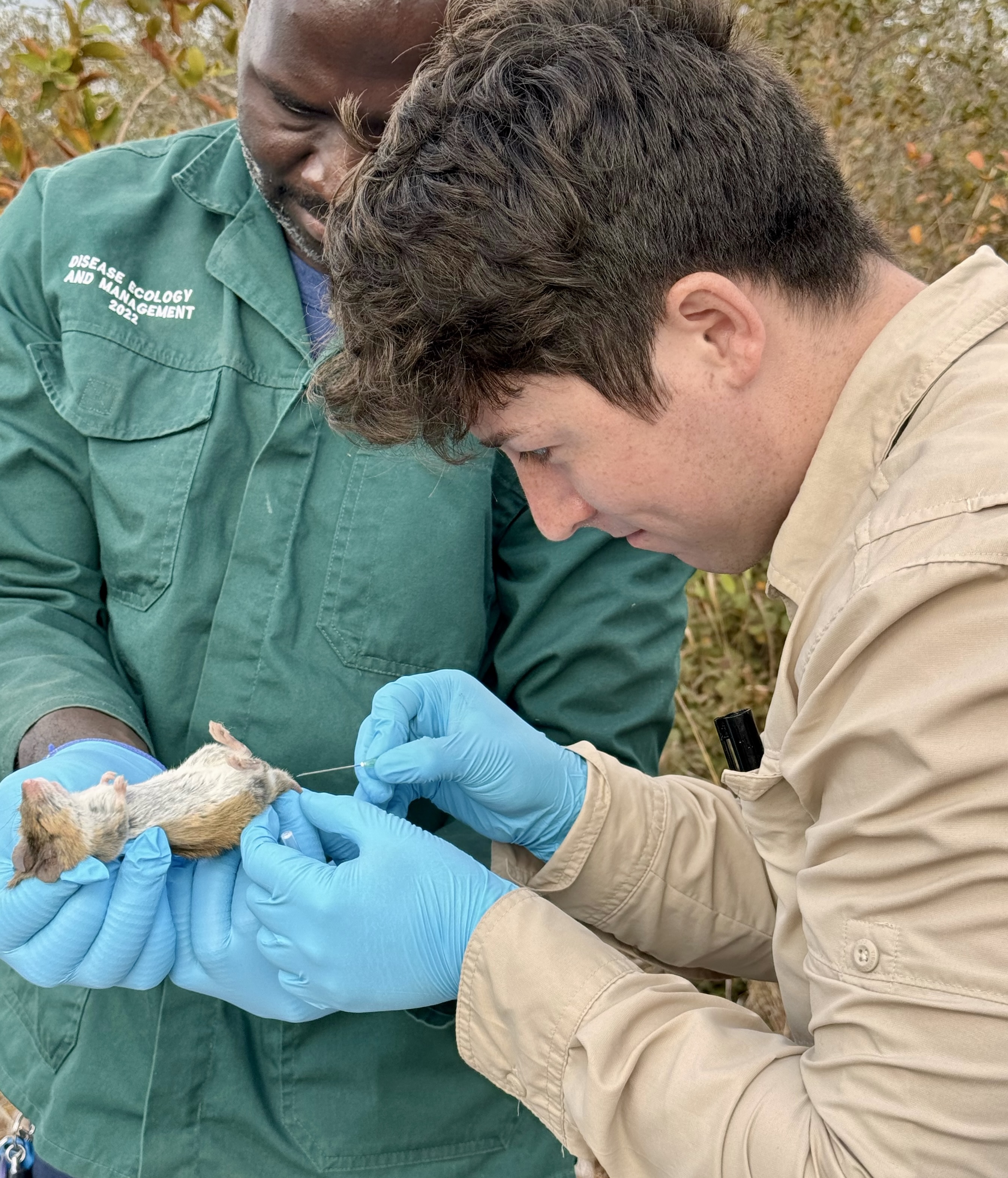 A person wearing blue gloves is focusing on a tan gerbil as they perform a blood draw from its tail. Another person wearing a green uniform holds the gerbil.