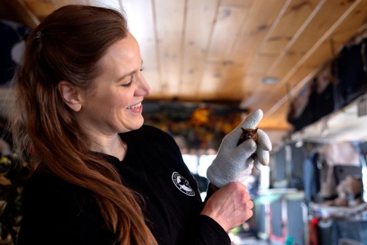 Victoria Campbell, whose day job is as digital content manager at the Cornell Lab of Ornithology, also runs Wild Things Sanctuary, which specializes in caring for bats. Photo by Jason Koski/Cornell University