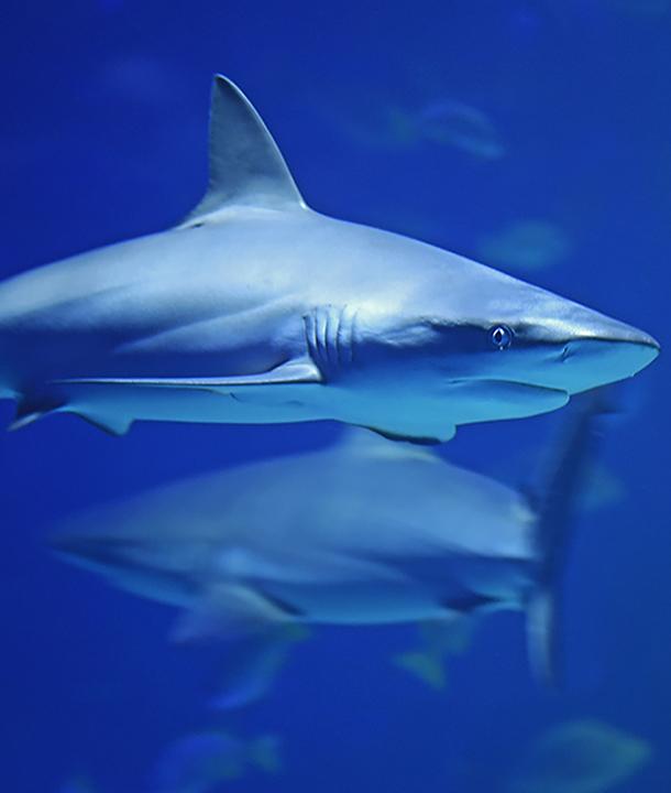 Sharks