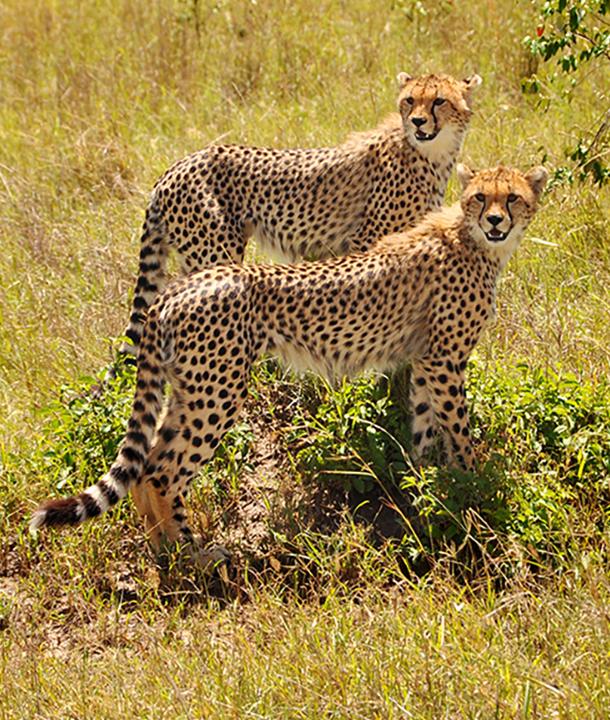 Cheetahs