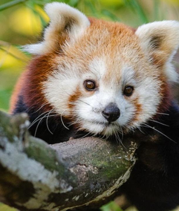 A red panda resting on a tree branch, looking directly at the camera with its head slightly tilted, surrounded by green leaves.