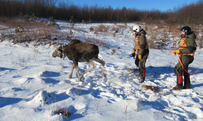 Moose tracking courtesy of NYS Department of Environmental Conservation