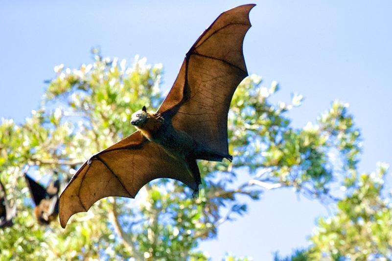 Bat flying