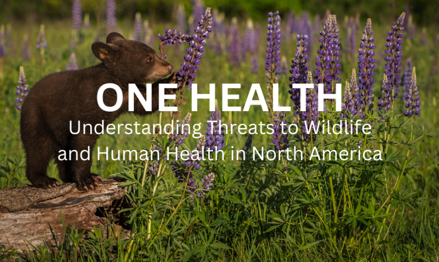One Health ad showing a bear cub amongst flowers.