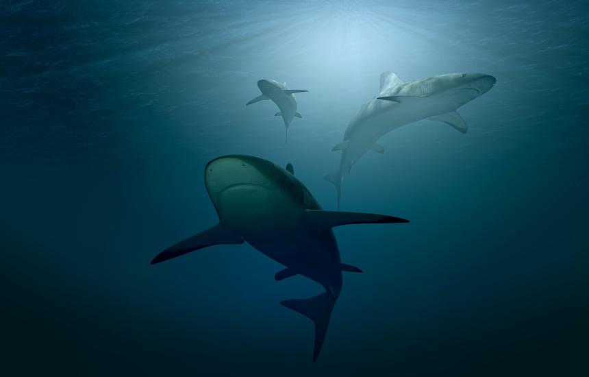 Sharks shown swimming in open water.