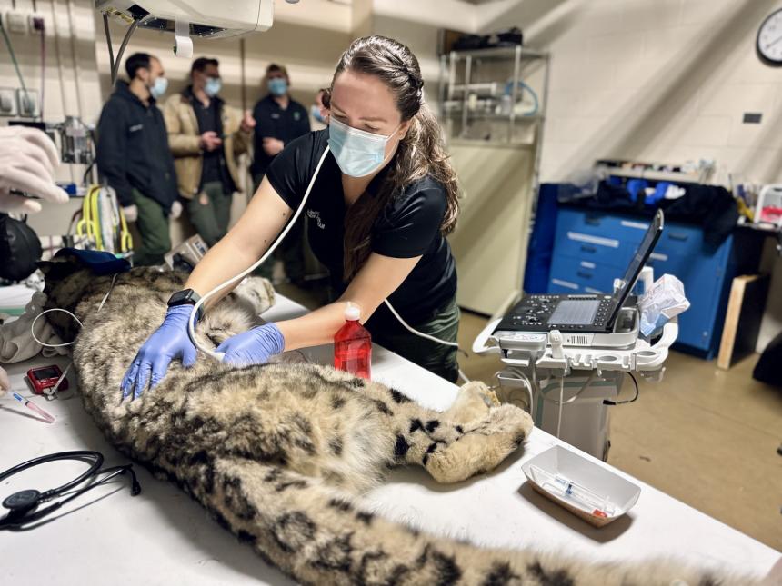 Second-year veterinary resident, Dr. Catherine Bartholf, performing an ultrasound on a snow leopard. Photo: Alexander Levitskiy
