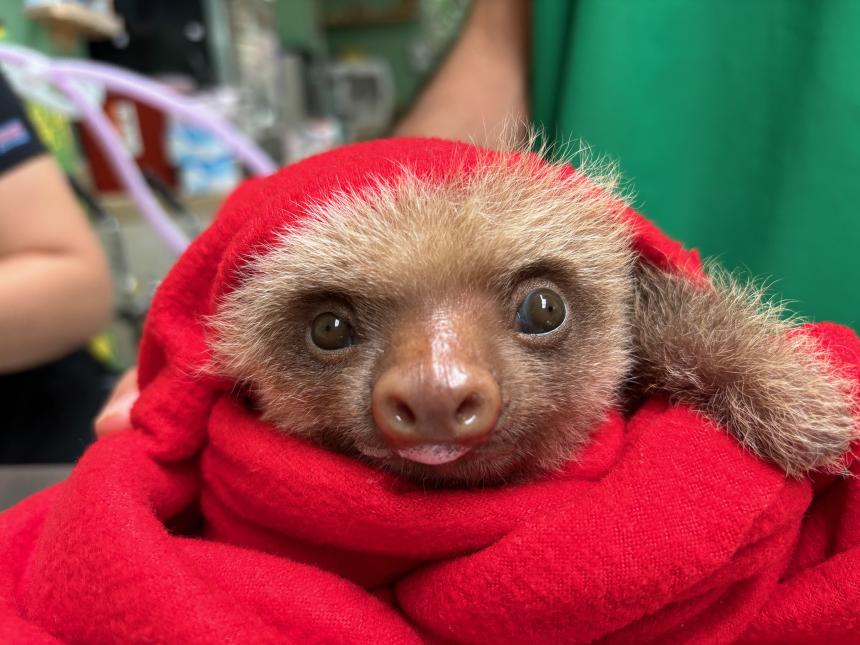 A baby Hoffman’s two-toed sloth, part of TRR’s 'Saving Sloths Together' initiative.