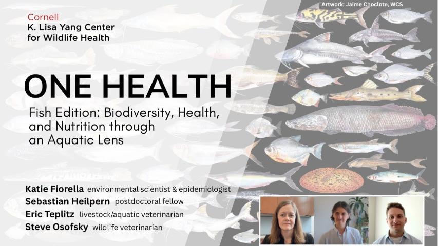 Promotional image for a Cornell K. Lisa Yang Center for Wildlife Health event titled “ONE HEALTH: Fish Edition – Biodiversity, Health, and Nutrition through an Aquatic Lens.” Background features an illustrated collage of various fish species (artwork by Jaime Choclote, WCS). Featured speakers listed are Katie Fiorella (environmental scientist & epidemiologist), Sebastian Heilpern (postdoctoral fellow), Eric Teplitz (livestock/aquatic veterinarian), hosted by Steve Osofsky