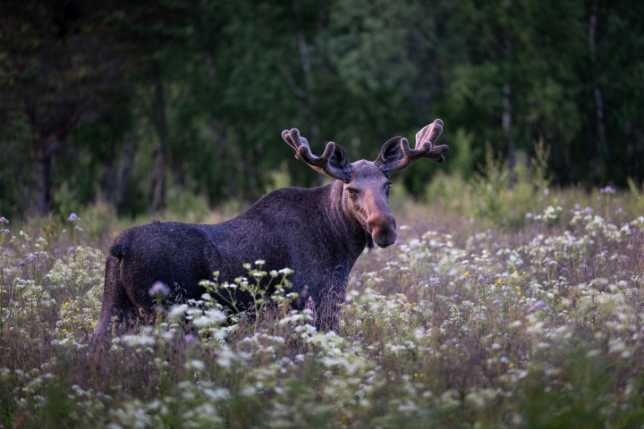 A moose standing in a field of white flowers