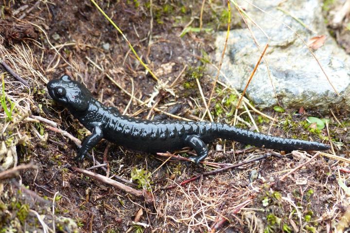 A black salamander in the muddy grass.