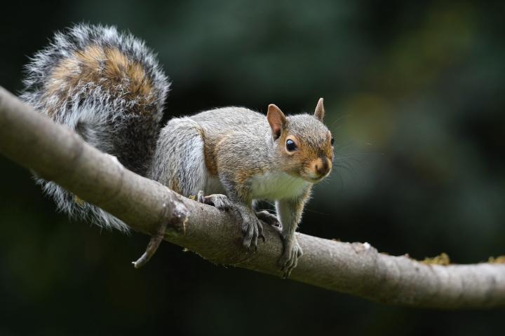 Close up of a squirrel perched on a tree branch.