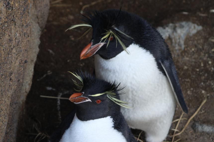 two easter rockhopper penguins with their distinctive red eyes topped with yellow feathers