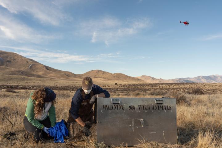 Two wildlife workers handle a tranquilized animal beside a large metal crate labeled "WARNING WILD ANIMALS" in a dry grassland, with mountains in the background and a red helicopter flying in the sky.