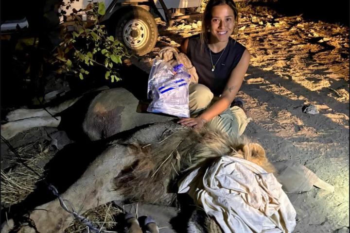 Ava kneels next to a sedated lion lying on the ground at night. The lion’s face is partially covered with a cloth, and Ava is holding a bag of medical supplies, smiling at the camera. A vehicle is visible in the background.