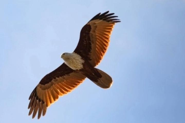 A bald eagle flying in the blue sky.