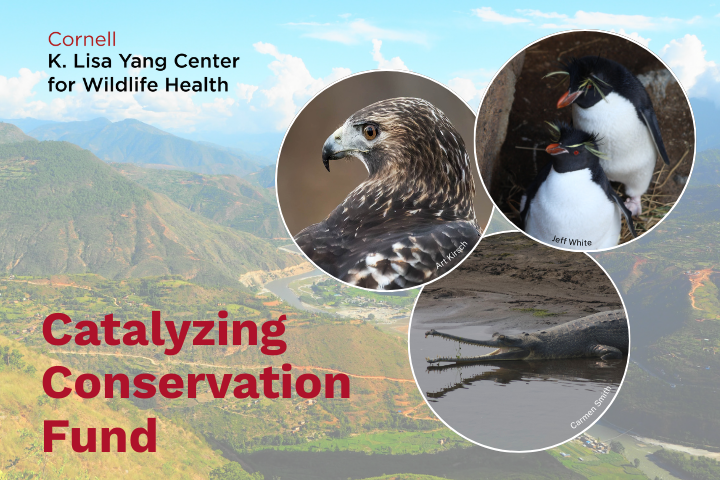 The Cornell K. Lisa Yang Center for Wildlife Health's Catalyzing Conservation Fund