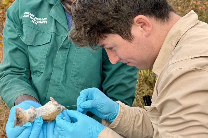 A person wearing blue gloves is focusing on a tan gerbil as they perform a blood draw from its tail.