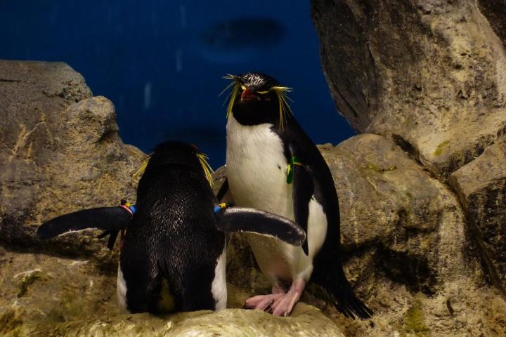 Two black and white rock penguins standing on rocks.