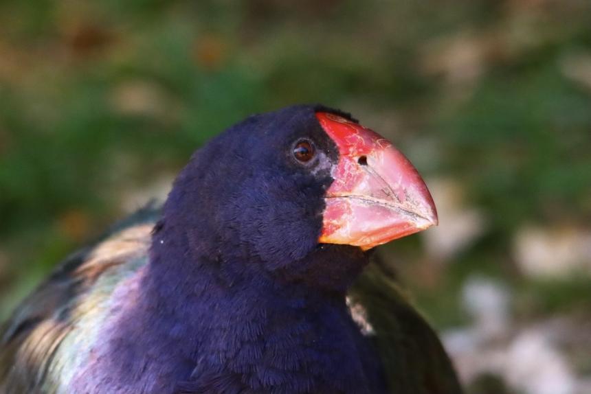 A closeup of takahe bird with a wide red orange beak and blackish feathers