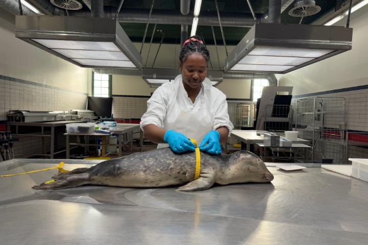 Victoria is wearing a white lab coat and blue gloves as she measures the girth of a seal using a yellow measuring tape in a clinical lab setting. The seal is lying on a metal examination table. The room is well-lit with industrial-style overhead lights and contains medical equipment.