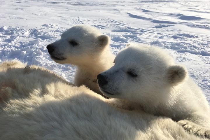 Two polar bear cubs looking in the same direction on snow covered ground.