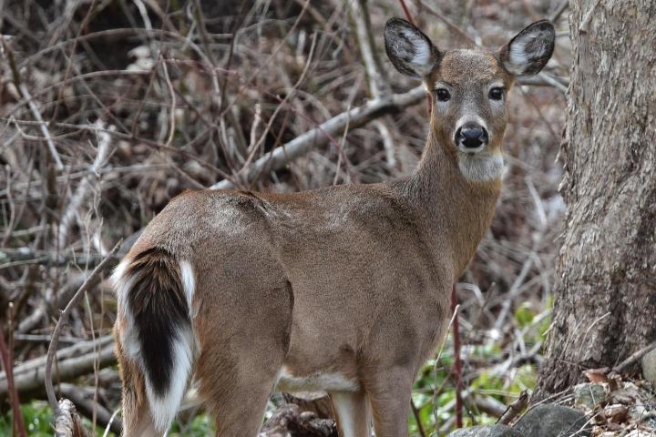 A white-tail deer stands in the woods, alert and looking towards the camera with