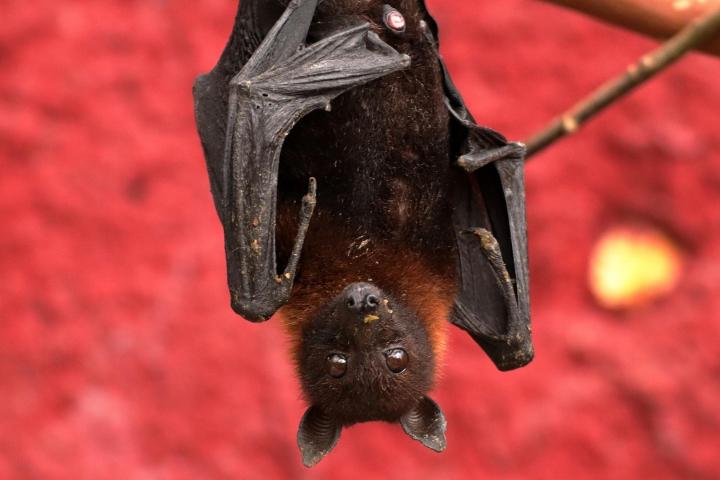 A bat hanging upside down from a tree branch, looking at the camera.
