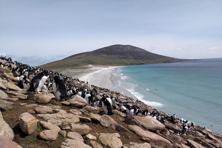 A large group of penguins gathered on a rocky hillside overlooking a sandy beach and turquoise ocean, with a grassy hill rising in the distance under a pale blue sky.
