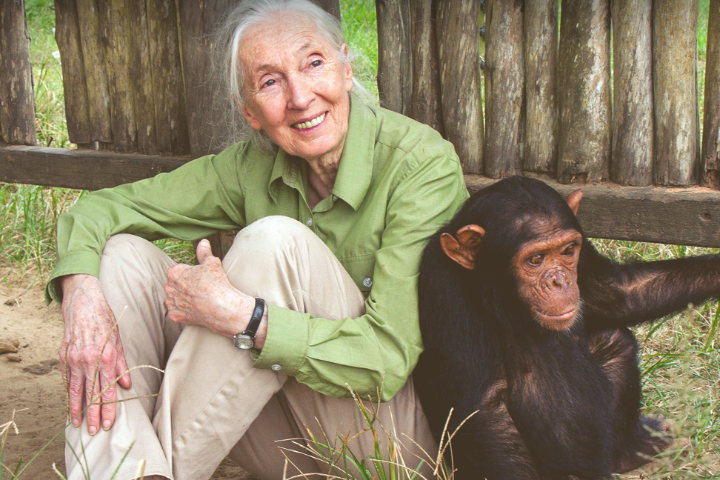 Jane Goodall sitting on the ground wearing a light green shirt. Next to her sits a chimpanzee.
