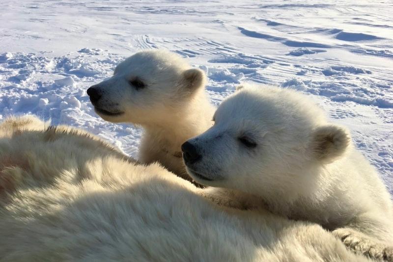 Two polar bear cubs looking to the left with on a snowy landscape.